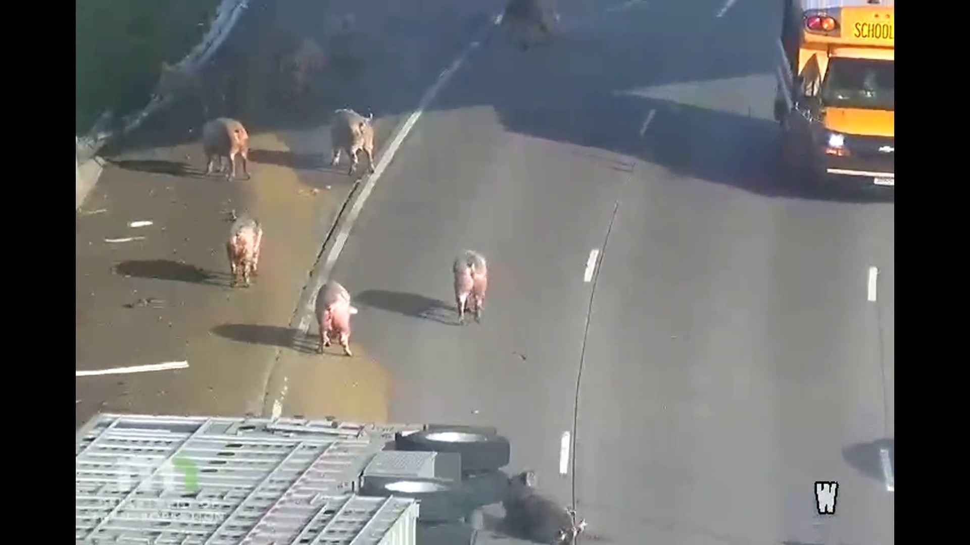 VIDEO Camion cu porci, răsturnat pe autostradă