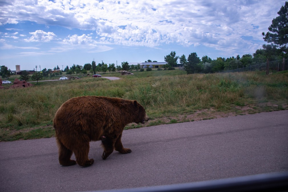 Un urs a fost omorât pe Autostrada Deva - Sebeș într-un accident de mașină