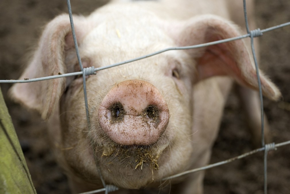 Atenție TRANSPORTATORI: La granița de est, toate produsele alimentare sunt distruse, de teama pestei porcine