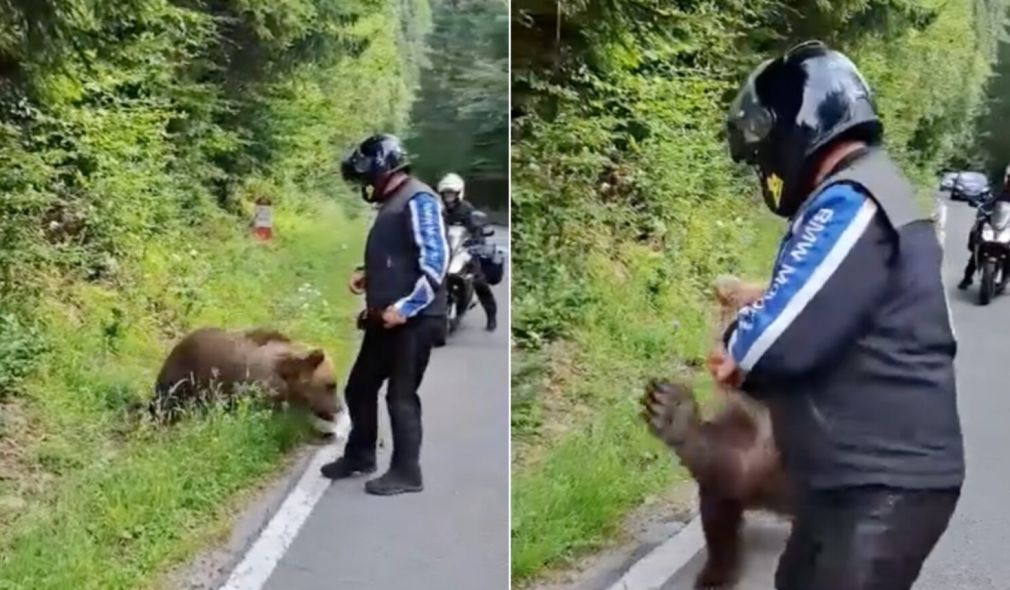 VIDEO Un motociclist a fost omorât de urs pe Transfăgărășan