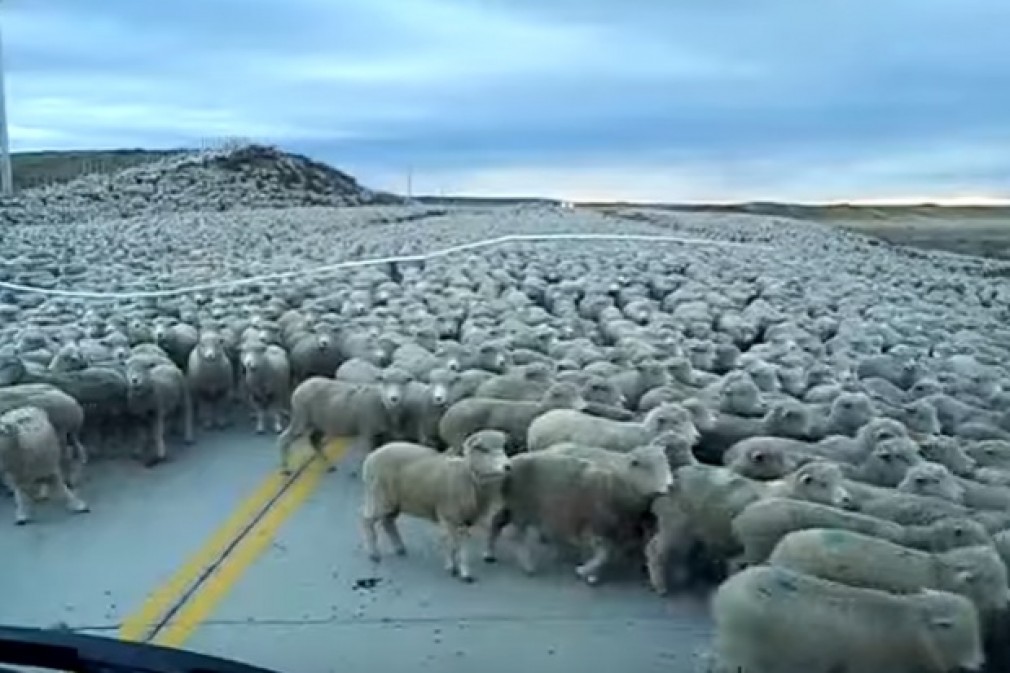 Un camion a intrat într-o turmă de oi