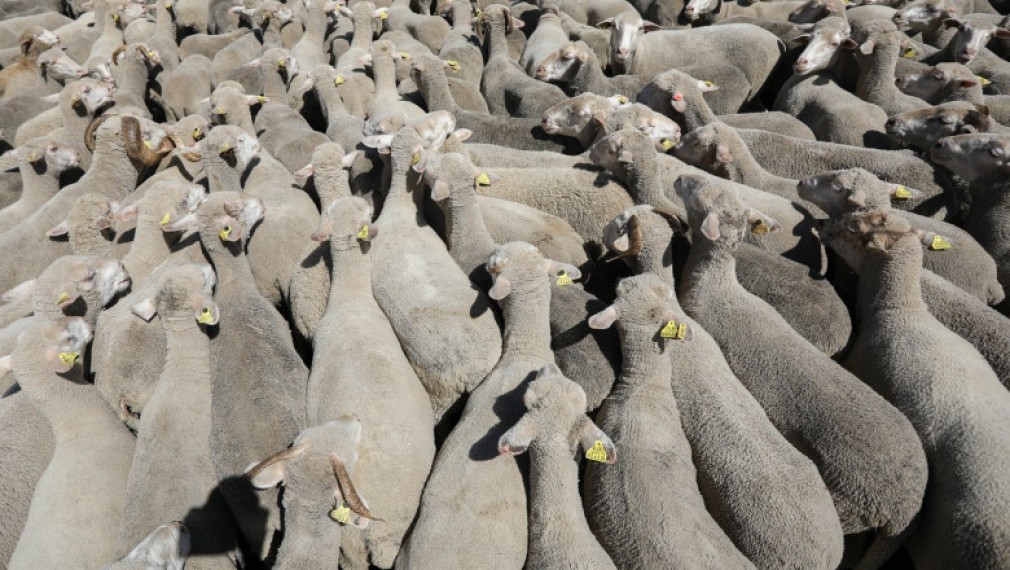 VIDEO. Un camion cu peste 400 de oi s-a răsturnat