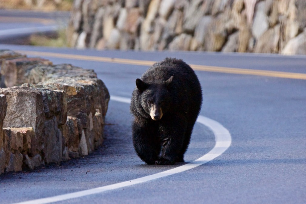 ȘOC! Un urs a fost călcat de un camion pe autostradă