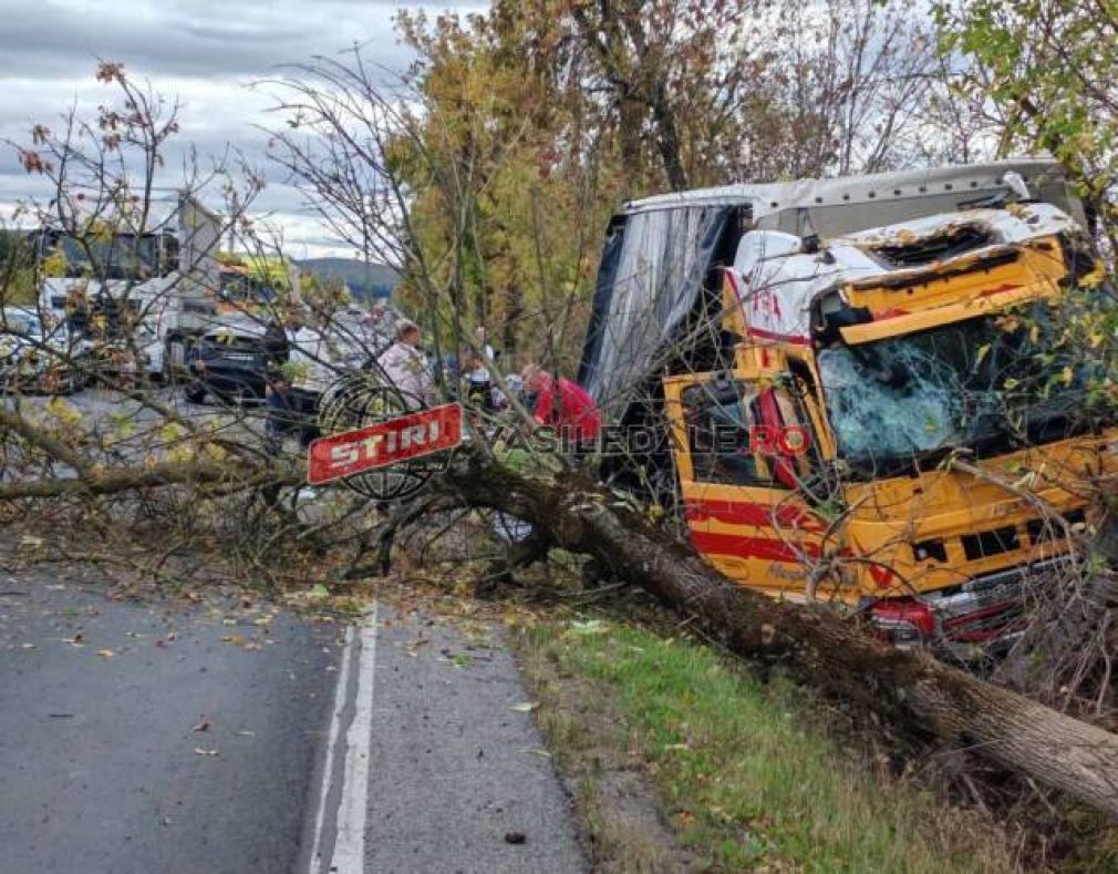 VIDEO Un camion a ieșit de pe drum și a doborât un copac. De ce?