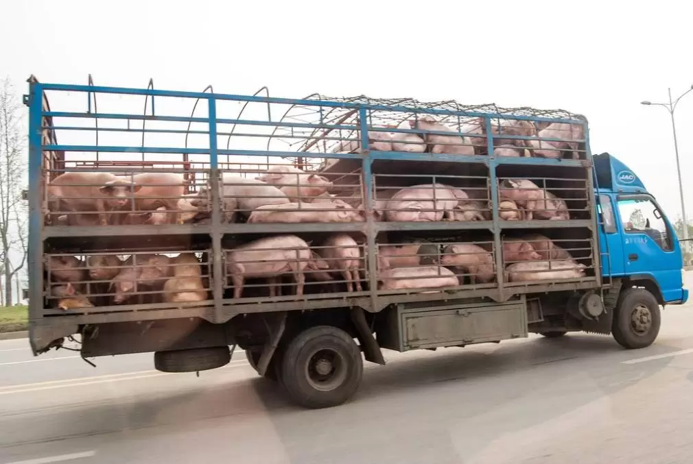 CAMION cu porci blocat în vamă