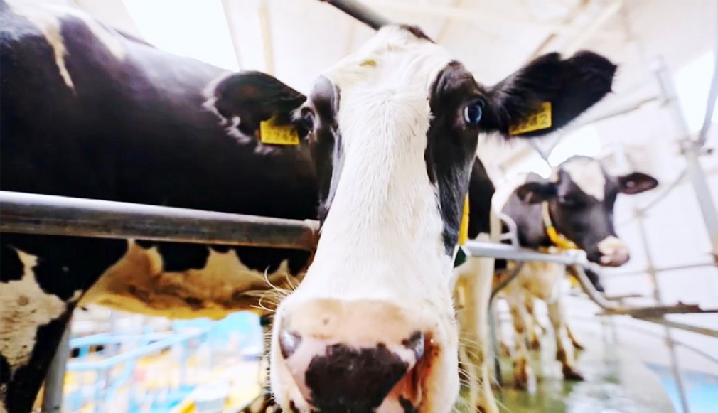 VIDEO: UK. Laptele vacilor se aruncă din cauza lipsei șoferilor profesioniști