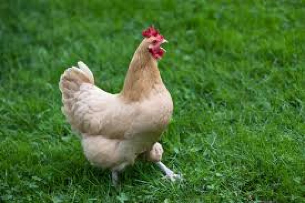 Mii de găini au scăpat pe o autostradă după un accident de camion