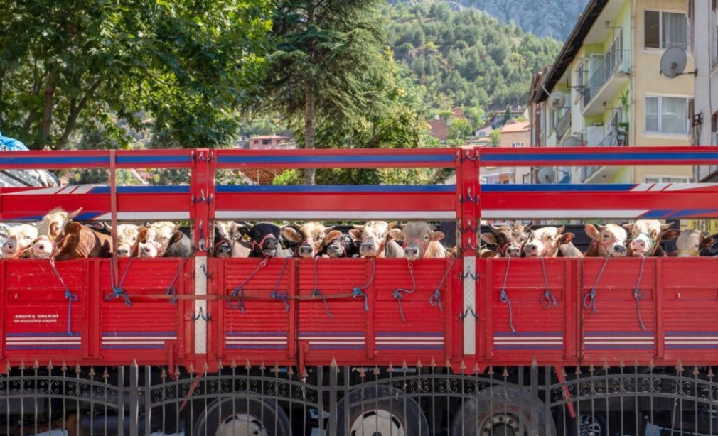 Un camion cu vaci din România a fost blocat două săptămâni de vameșii turci