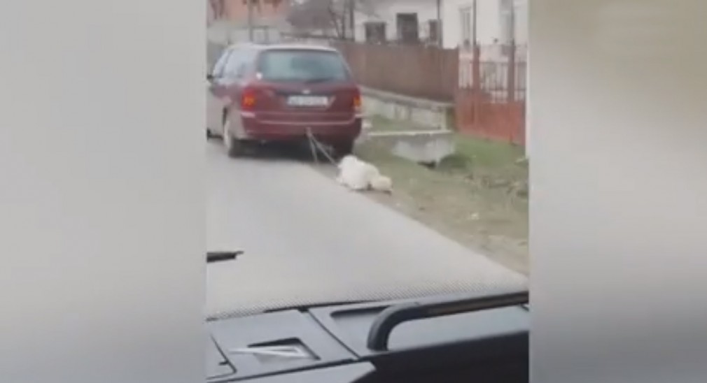 Argeş. VIDEO: Un câine legat de maşină e târât pe şosea