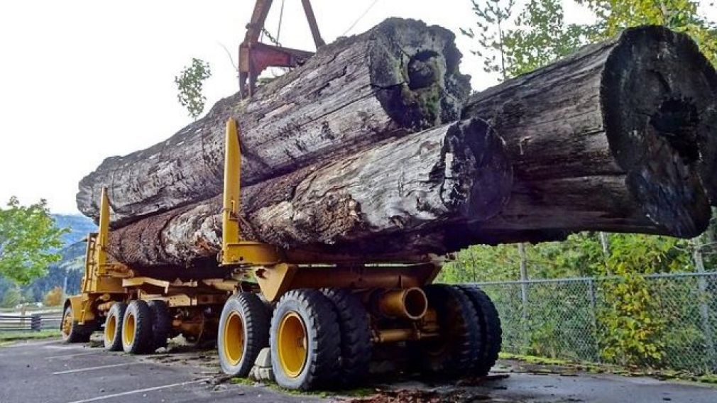 Camion încărcat cu cherestea, depistat în trafic fără documente