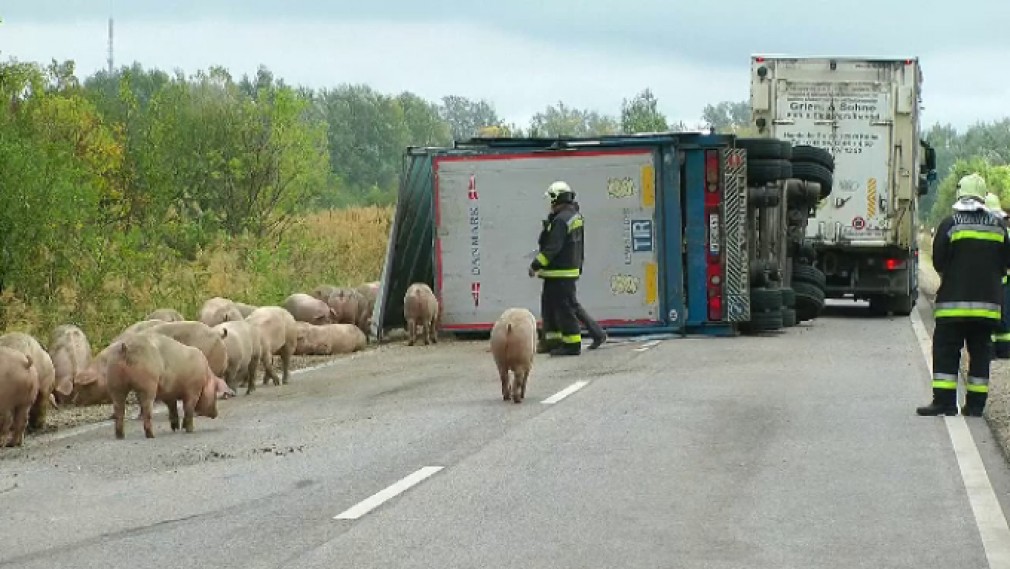 Peste 100 de porci au scăpat dintr-un camion care s-a răsturnat