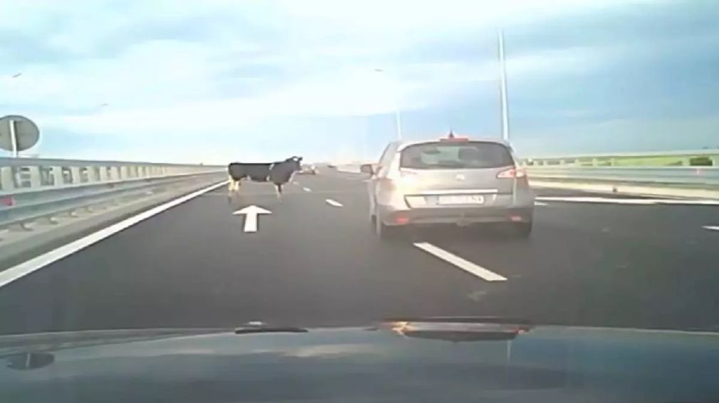 Patru vaci au căzut dintr-un camion pe autostrada A7