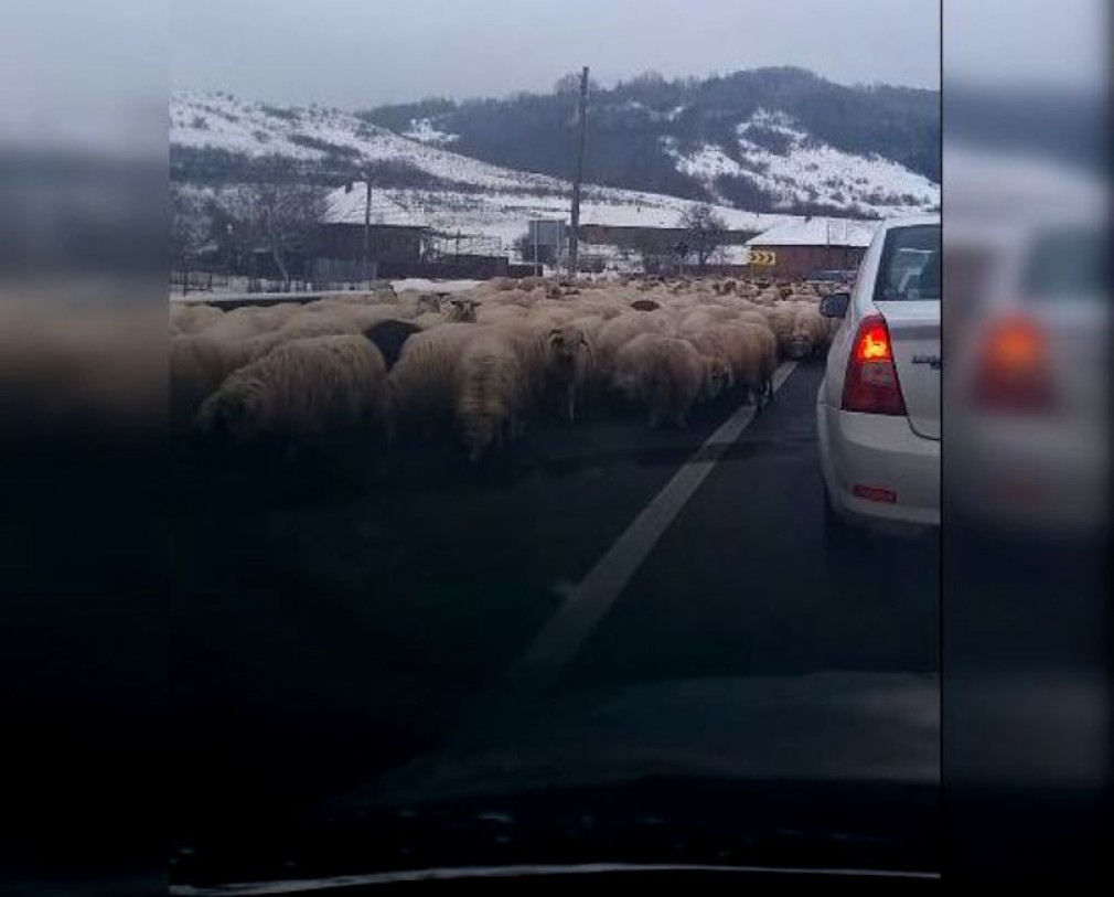 O turmă de oi a lins sarea de pe asfalt