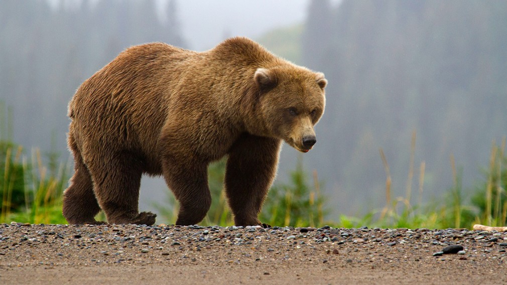 Un urs, lovit mortal pe o autostradă din România de un camion