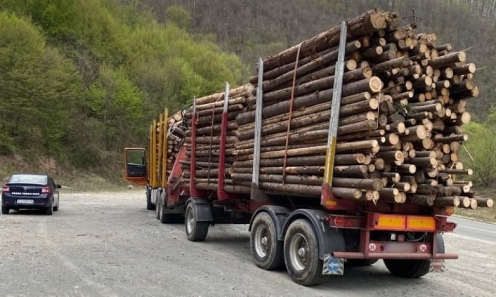 Furt organizat de lemne cu camioanele