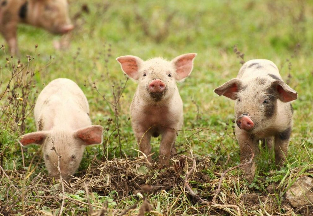 VIDEO Un camion cu 100 de porci s-a răsturnat. Camerele au surprins momentul