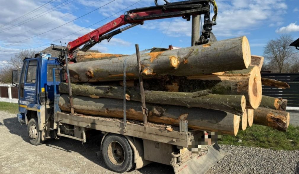 Șofer cu dosar penal pentru un camion cu lemne fără acte