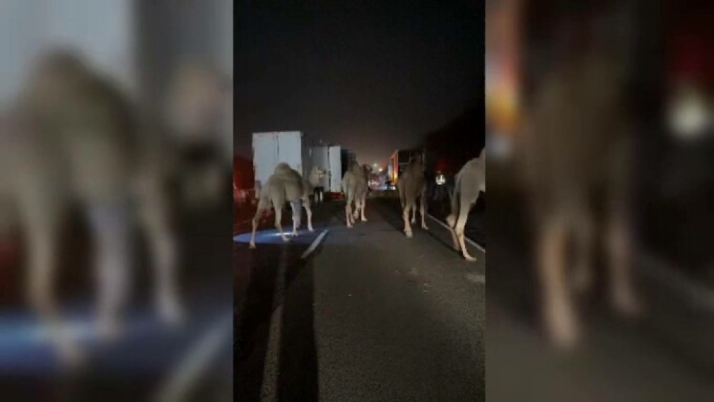 VIDEO. Camion incendiat, cămile și zebre pe autostradă