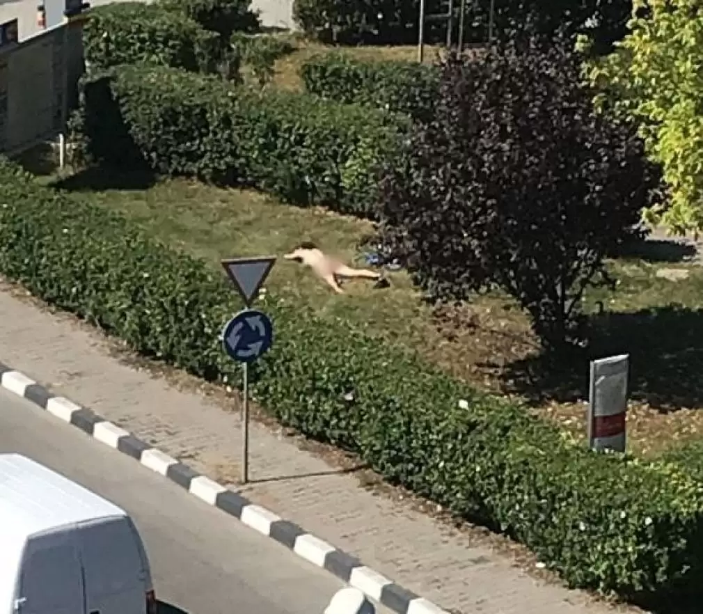 ULUITOR! Făcea plajă goală în curtea jandarmeriei