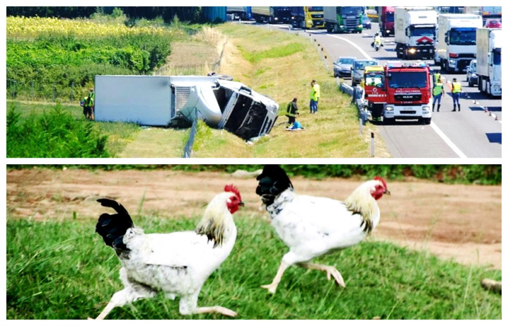 Italia. Român rănit grav în răsturnarea unui camion cu 70.000 de pui de găină
