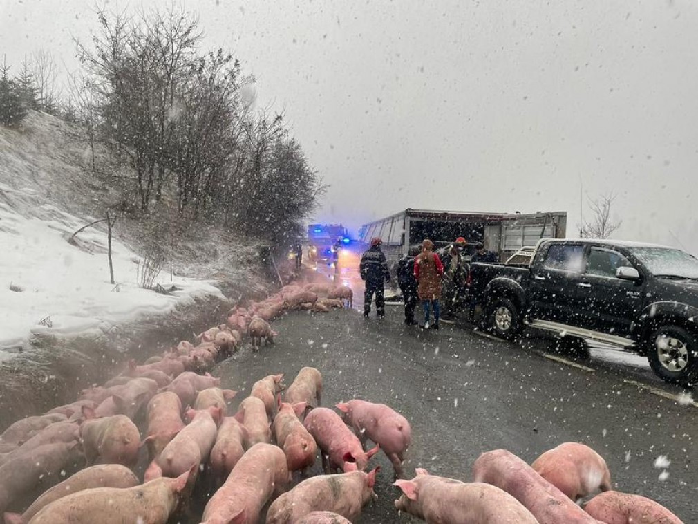 VIDEO. Camion cu 600 de porci, răsturnat în Bistriţa. Un bărbat a fost rănit