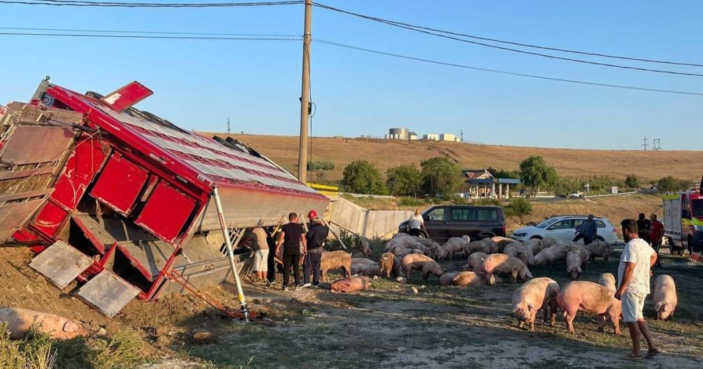 Un camion cu porci s-a răsturnat. Ce au pățit animalele?